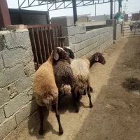 میش بره توقلی