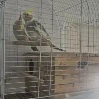 یک جفت عروس هلندی