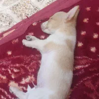 سگ پاکوتا