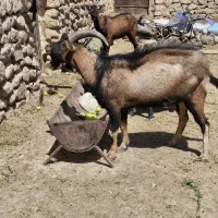 دو راس نر بز آلپاین اصل
