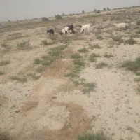 فروش بز ‌وطنی  ومری