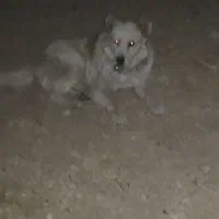 سگ هاسکی