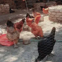 تعدادی مرغ و خروس بفروش می‌رسد