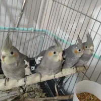 عروس هلندی