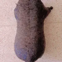 خیگ روغنی