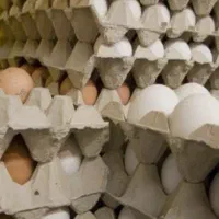 تخم نطفه دار در انواع نژاد
