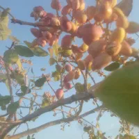 زمین-پسته-ای-اجاره-میکنیم