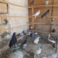 کبوتر جوجه وگهنه