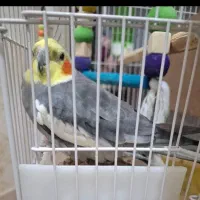 عروس هلندی
