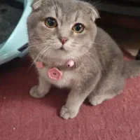 گربه اسکاتیش نر