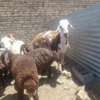 قوچ گله گرد پلنگی تیز رون ب شرط سالمی
