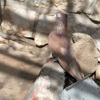 کفتر‌‌کبوتر سرخ آبادانی اصل