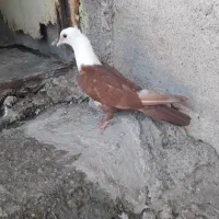 کله سفید سرخ کاکلی کلاغ