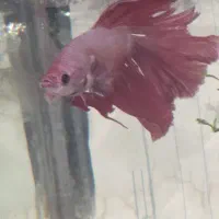 ماهی فایتر