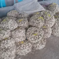سیرسفید بذری مصرفی فروشی