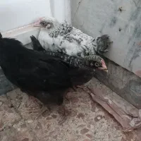 جوجه