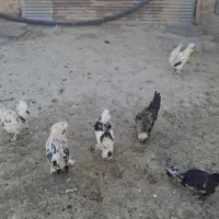 خروس کاکلی پاپر دار