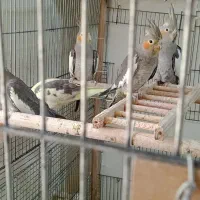عروس هلندی