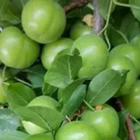 ارایه  نهال میوه دوساله کیسه پرس
