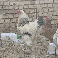 خروس برهما لایت