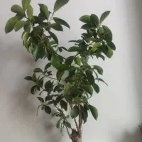 گل زیبا|گل و گیاه طبیعی|اراک, |دیوار
