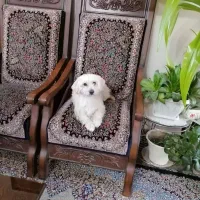 سگ نژاد دار خونگی مهربون و دوست داشتنی