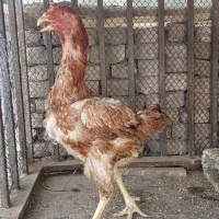 مرغ لاری قهوه‌‌ای