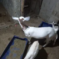 بز به فروش،