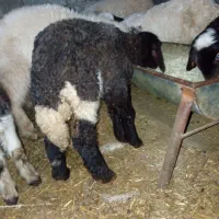 بره ماده|حیوانات مزرعه|جوانرود, |دیوار