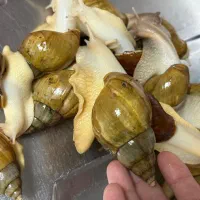 حلزون