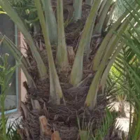 بچ نخل قصب زاهدی (پاجوش) و نهال مرکبات مرغوب  جهرم