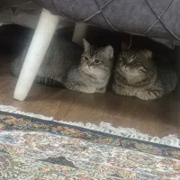 یک جفت گربه اسکاتیش نر و ماده عقیم نشده