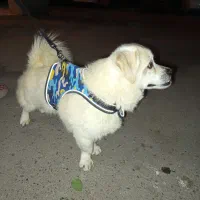 سگ پا کوتاه