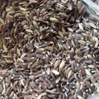 برزک تازه