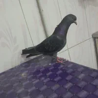 لوت ماده درجه یک