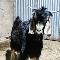 بز میش کهره بره دستگاه چغندرخوردکن