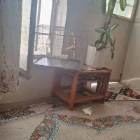 یک عدد مرغ عشق ۲۰۰