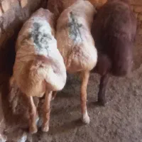 چهار راس بره نر کیلو ۷۰۰ قیمت مقطوع