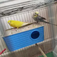 جفت مرغ عشق مولد