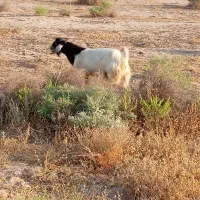 کره چپش پاکستانی اصل نژاد چند قلوزا