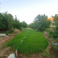 نشا برنج طارم