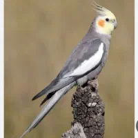 عروس هلندی گمشده