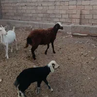 یک راس بره ماده همو فروشی