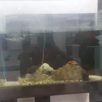 اکواریوم