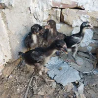 جوجه لاری
