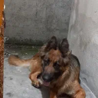 سگ ژرمن شولاین ماده اصیل