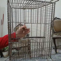 گلسر وقفس گنبدی|پرنده|تهران, مینابی|دیوار