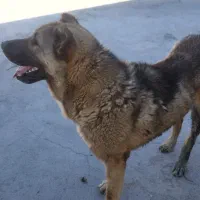 گمشده