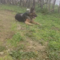 سگ ژرمن نر