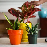 تقویت گل و گیاه در خانه